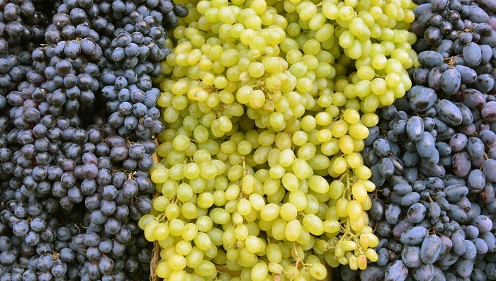 różne odmiany winogron